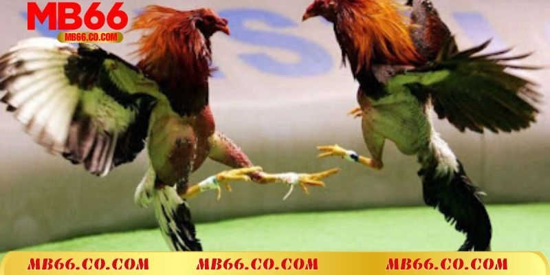 Giới thiệu về sân chơi đá gà cựa sắt tại MB66