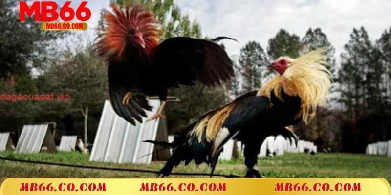 Những ưu điểm nổi bật tại đá gà cựa sắt MB66