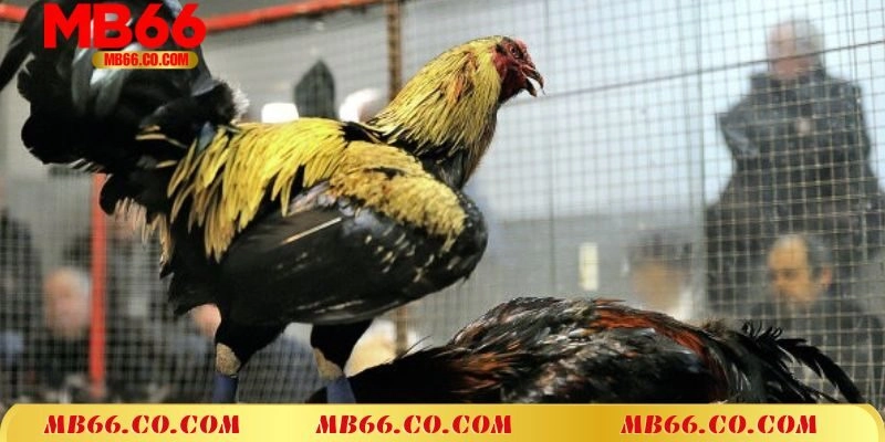 Tạo nên môi trường liên kết trong cộng đồng người chơi