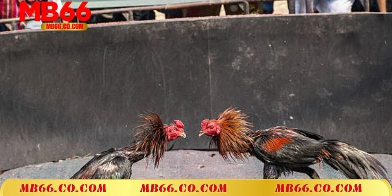 Khám phá đôi nét về hình thức đá gà mạng MB66 