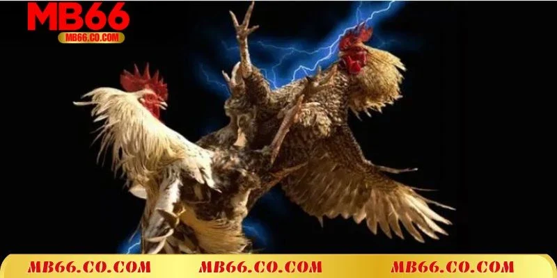 Đá Gà Mạng Mb66 Cực Chất - Không Gian Chọi Gà Uy Tín Nhất 2025