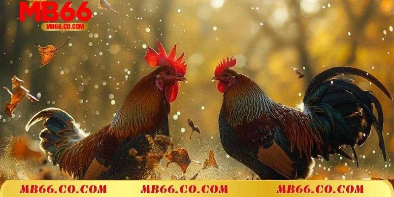 Đá Gà Thomo Hôm Nay - Chuyên Mục Giải Trí Hấp Dẫn Tại MB66