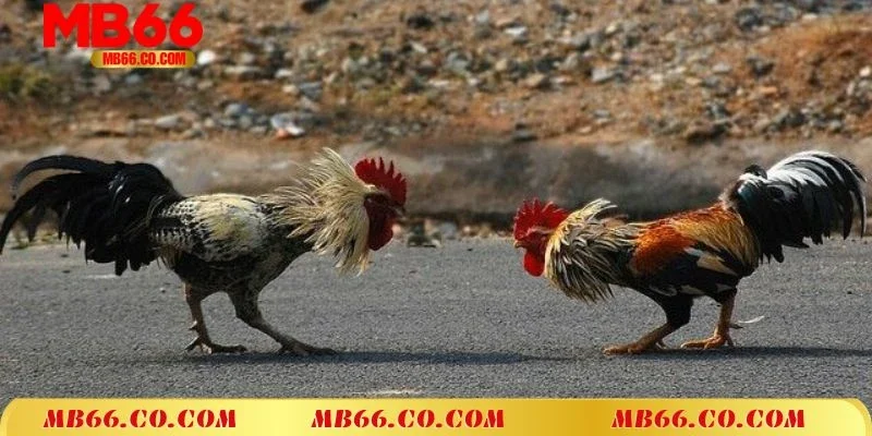 Hiểu rõ luật chơi đá gà C1