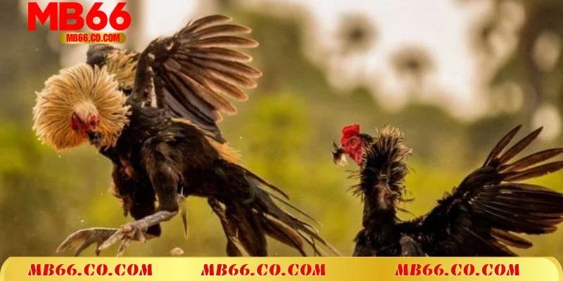 Kinh nghiệm xem trực tiếp đá gà C1