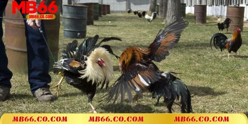 Tham gia cộng đồng đam mê đá gà